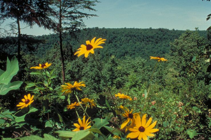 A batch of bright yellow flowers flourish in a forested area.
