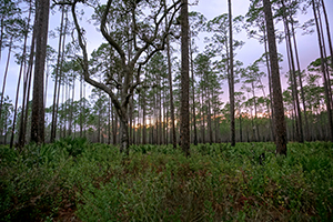 Big Gum Swamp Wilderness