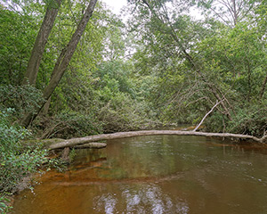 Black Creek Wilderness
