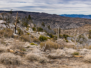 Bright Star Wilderness
