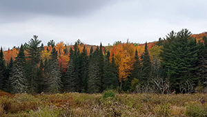 Bristol Cliffs Wilderness