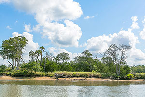 Cape Romain Wilderness