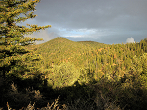 Chanchelulla Wilderness