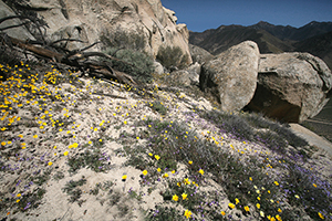 Chimney Peak Wilderness