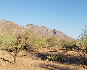 Coyote Mountains Wilderness