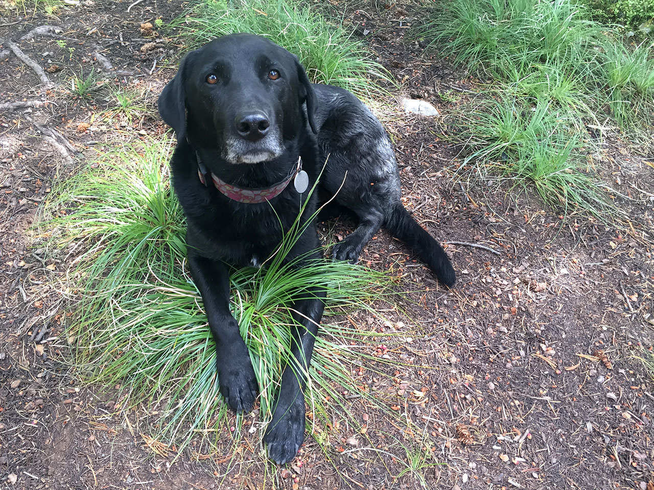 Black dog sitting on beargrass