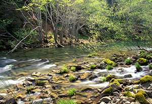 Elkhorn Ridge Wilderness