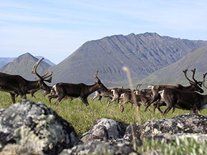 Gates of the Arctic Wilderness