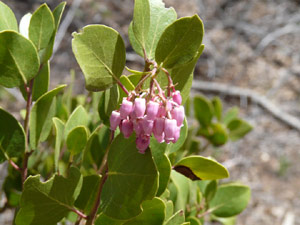 Goose Creek Wilderness