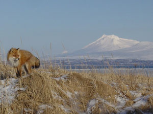 Izembek Wilderness