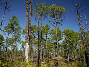 Kisatchie Hills Wilderness