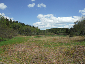 Laurel Fork South Wilderness
