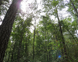Little Wambaw Swamp Wilderness