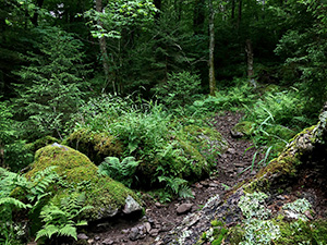 Little Wilson Creek Wilderness
