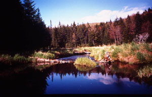 Lye Brook Wilderness