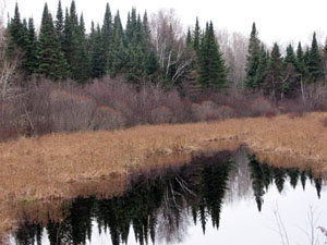Mackinac Wilderness