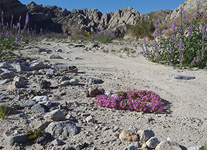 Mecca Hills Wilderness