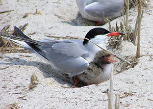 Monomoy Wilderness