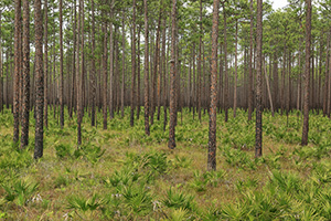 Mud Swamp/New River Wilderness