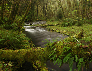 Rock Creek Wilderness