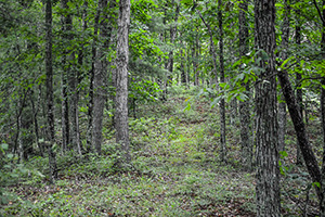 Rough Mountain Wilderness