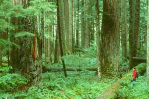 Salmon-Huckleberry Wilderness
