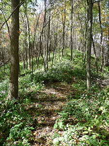 Southern Nantahala Wilderness