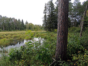 Tamarac Wilderness