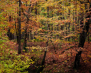 Upland Island Wilderness