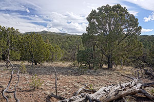Withington Wilderness