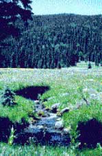 Bear Wallow Wilderness