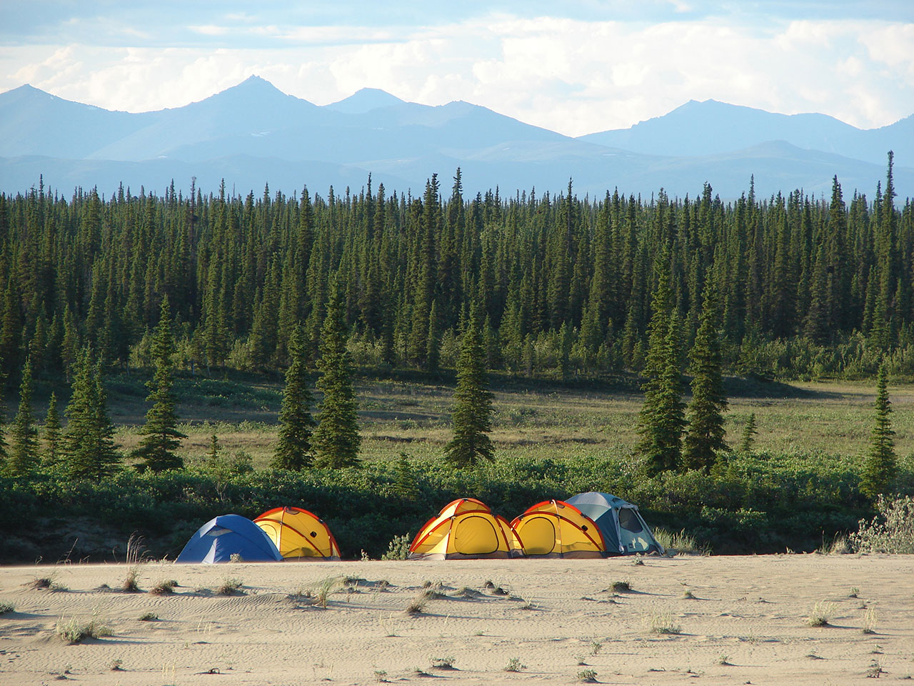 Tents camped amid trees