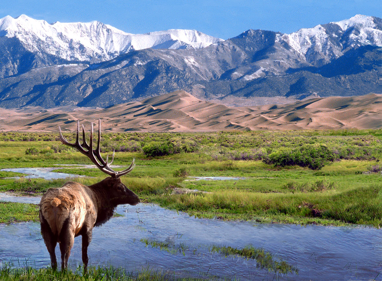Elk standing in front of sand dunes and mountains