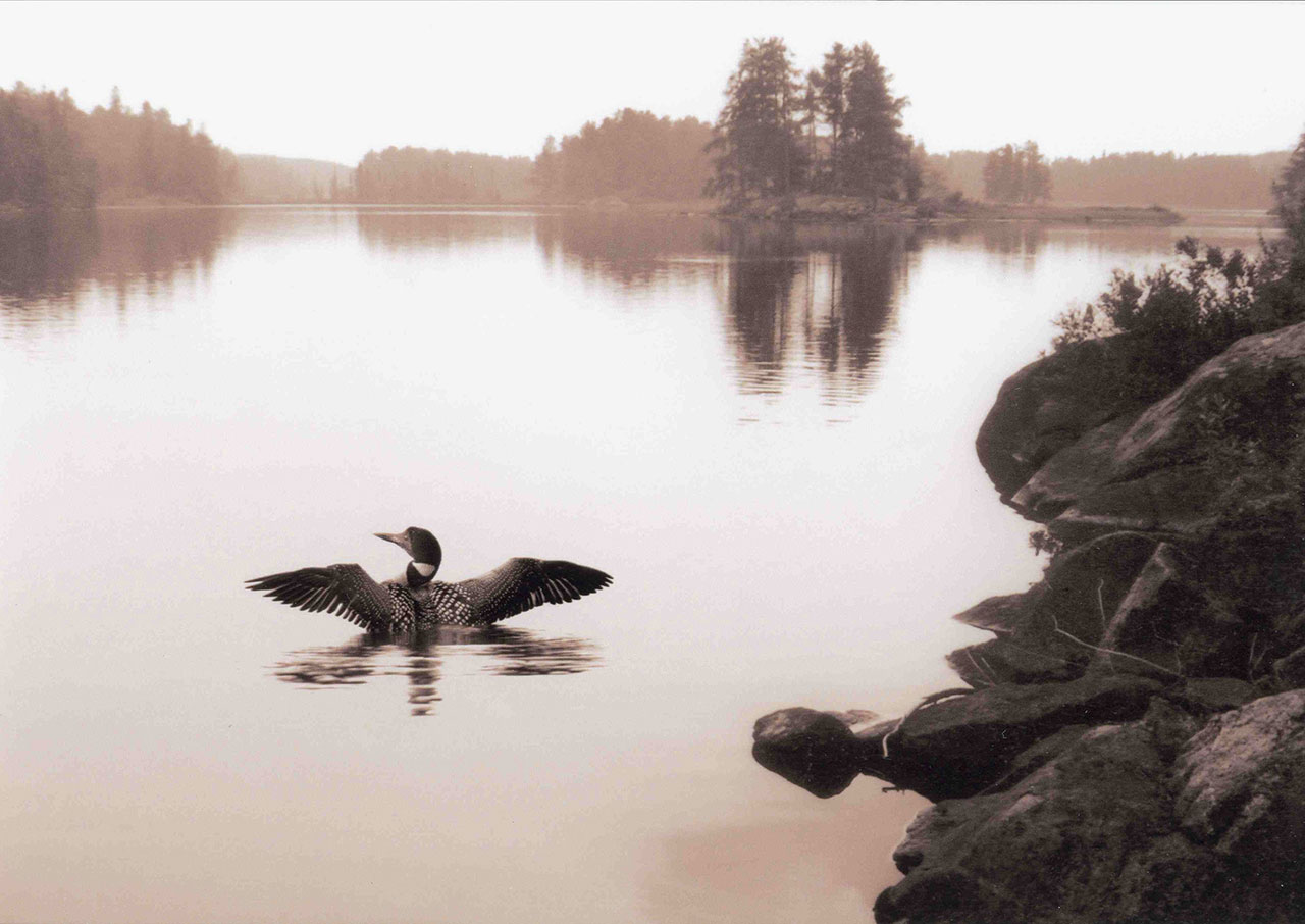 Loon in a lake