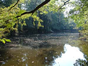 Congaree National Park Wilderness