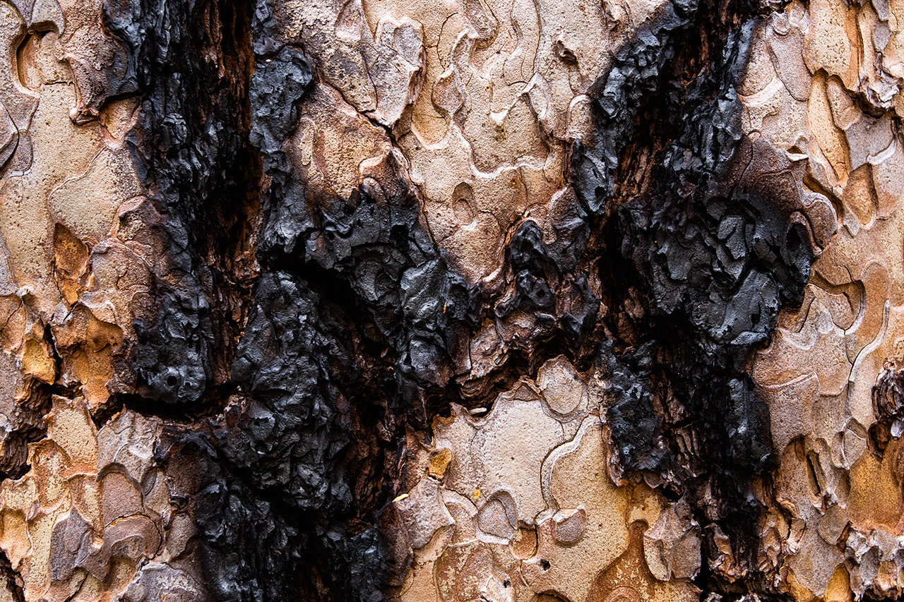 Closeup of burned tree bark