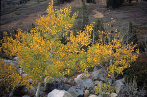 Granite Chief Wilderness