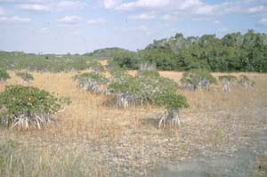 Marjory Stoneman Douglas Wilderness