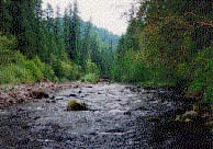 Middle Santiam Wilderness