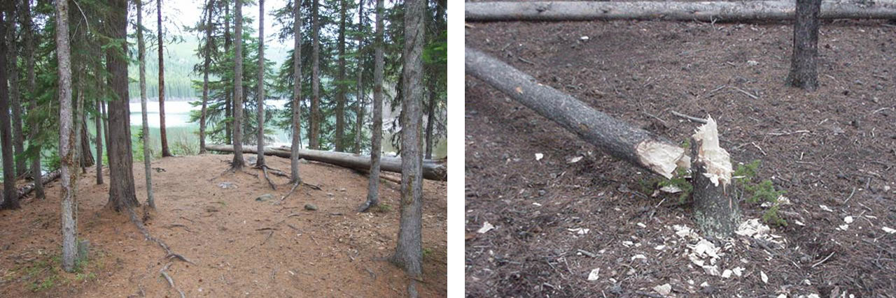 Two photos showing tree damage