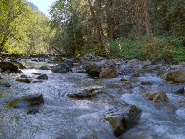 A tree-lined creek filled with small boulders