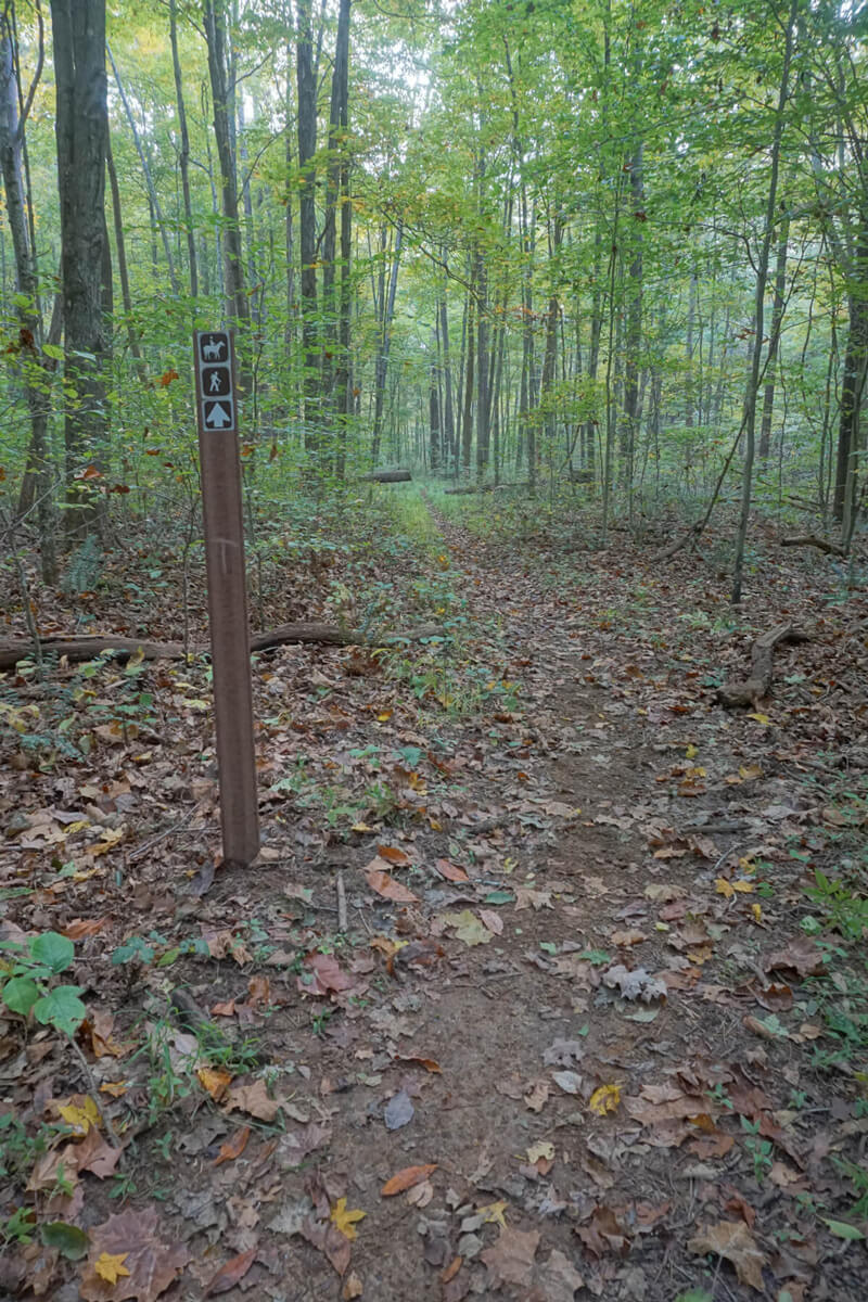 a metal sign in the woods on a leaf covered trail