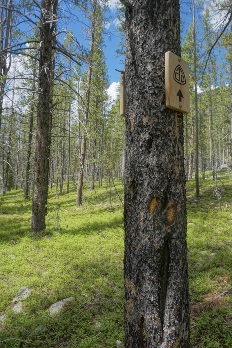 Sign on tree in wilderness that points in direction of current trail