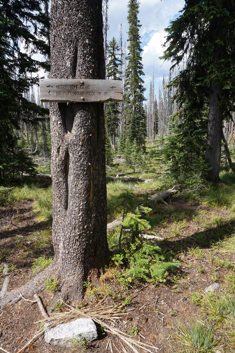 An old wooden sign mounted on a tree