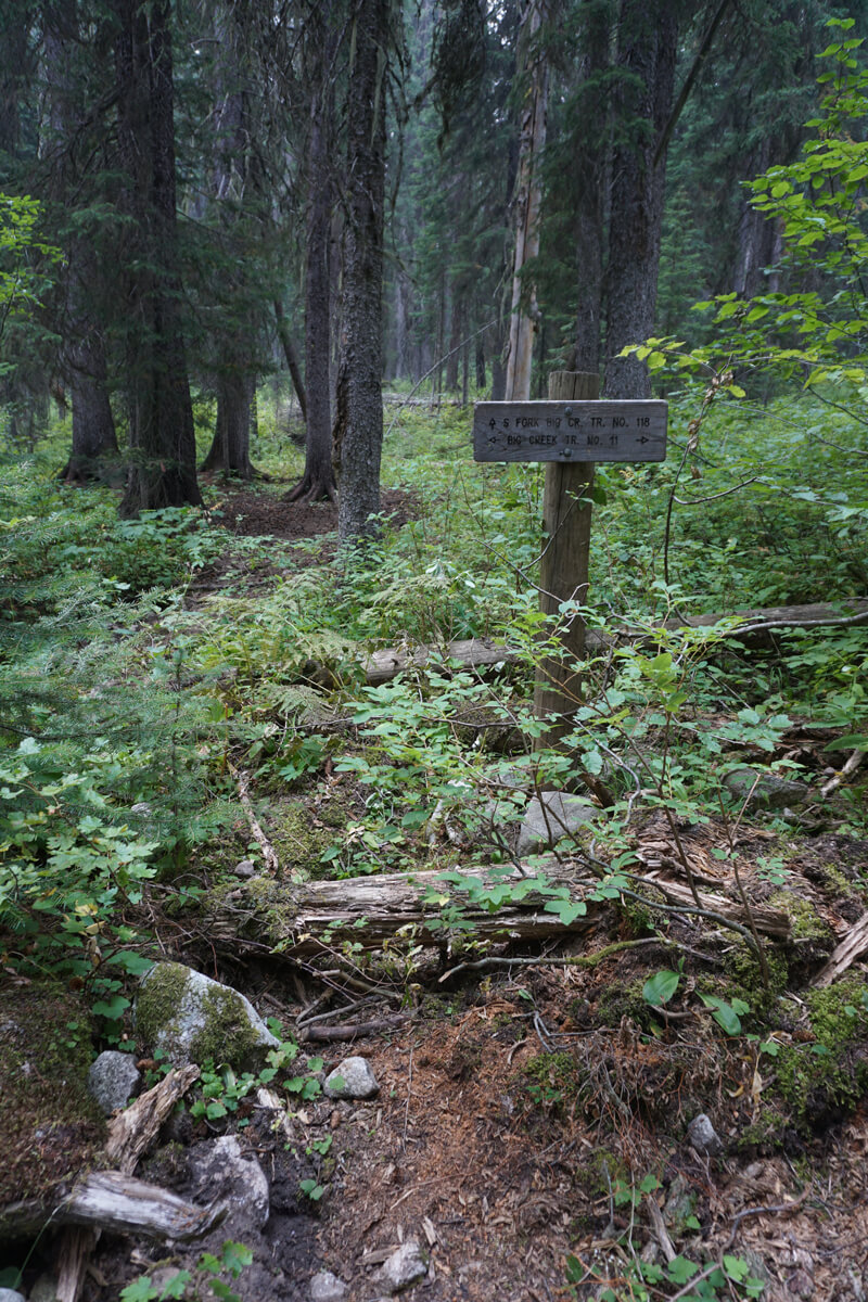 A simple wooden sign in a very green forest