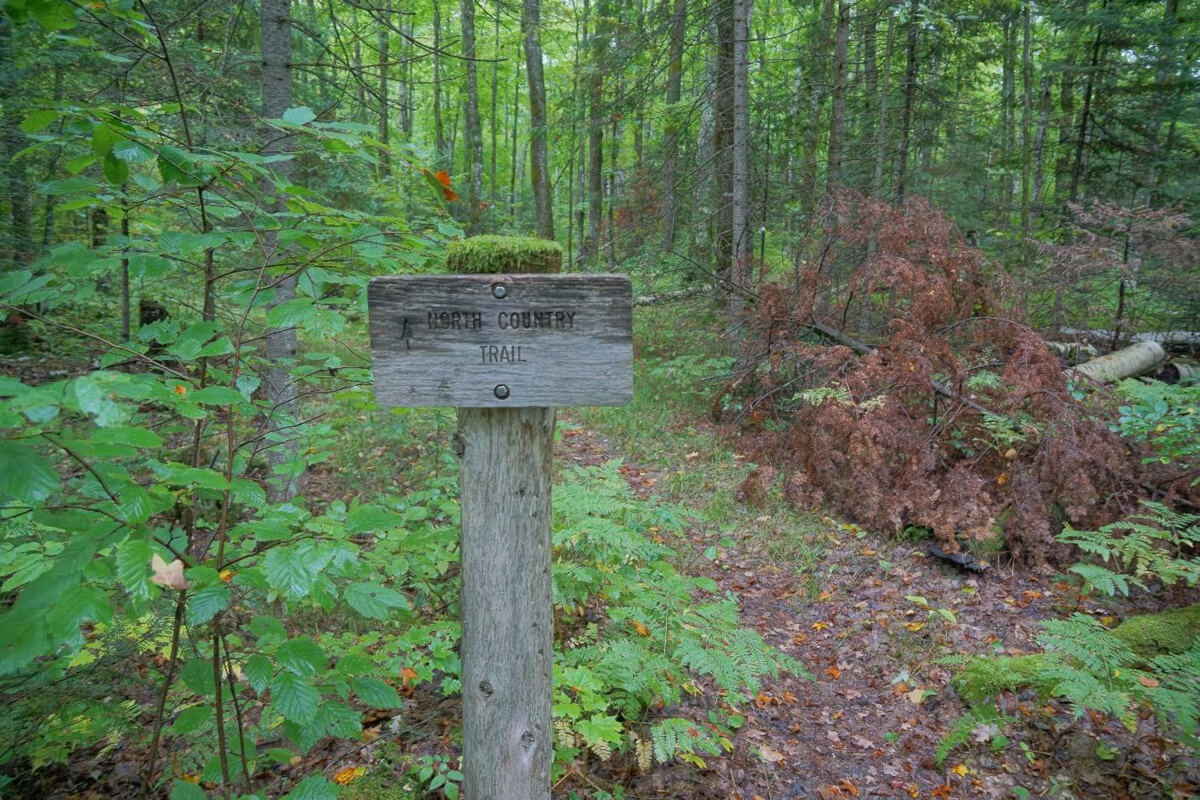 wood trail sign in green woods