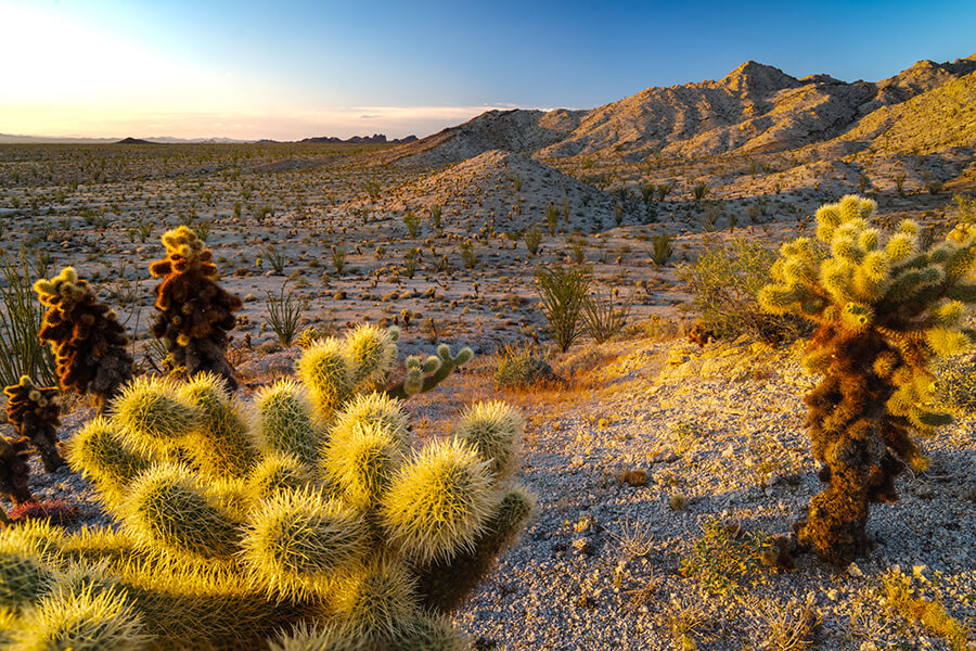 Cacti cover the land on a large rocky desert scene