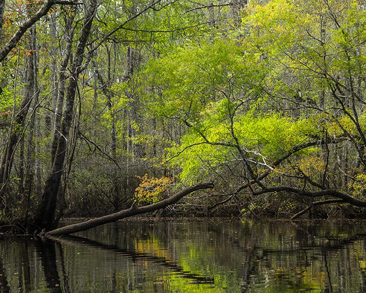 Dense trees growing out of water
